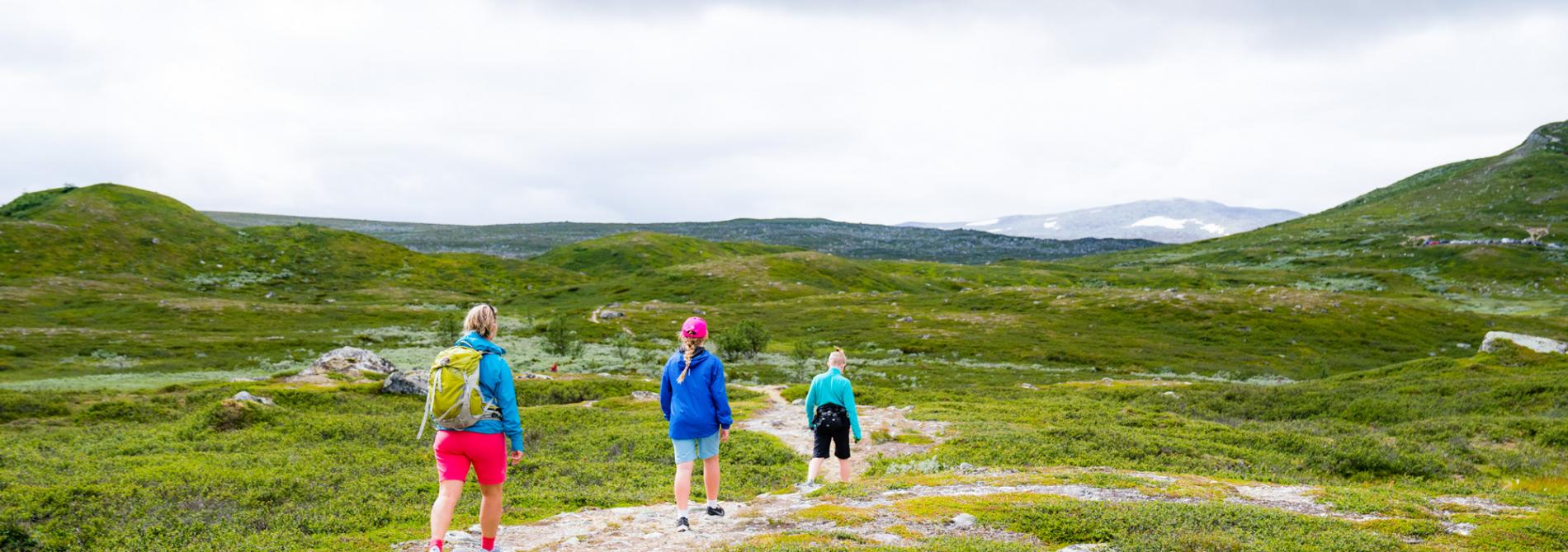 Mountain hiking - Hike in Funäs mountains